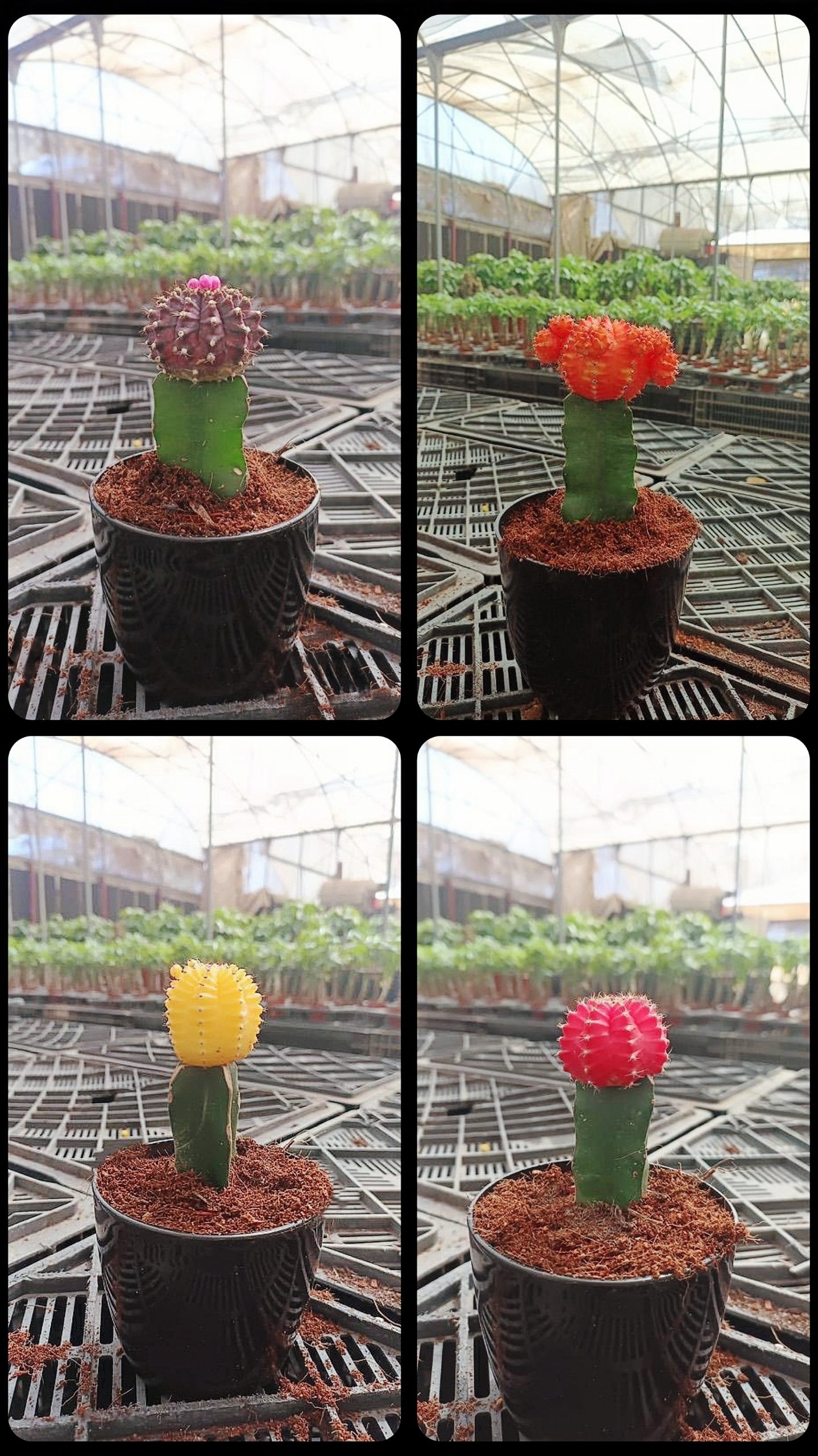 Neon Cactus - Image 9