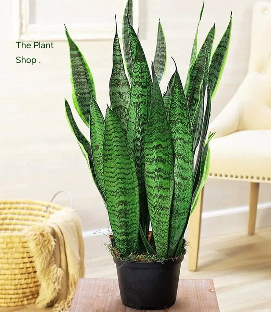 Green Snake Plant  - Image 3