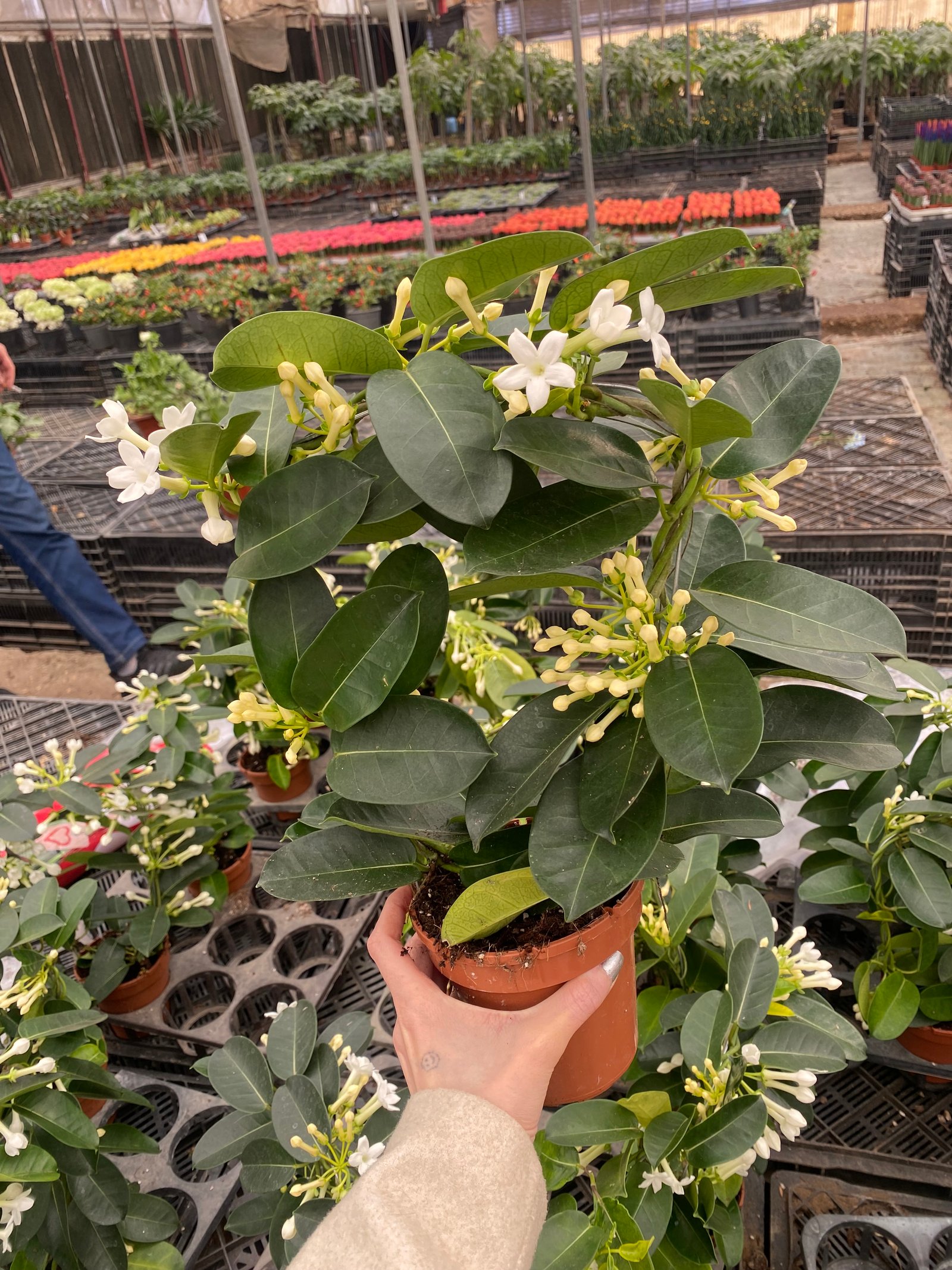 Indoor Jasmine - Image 2