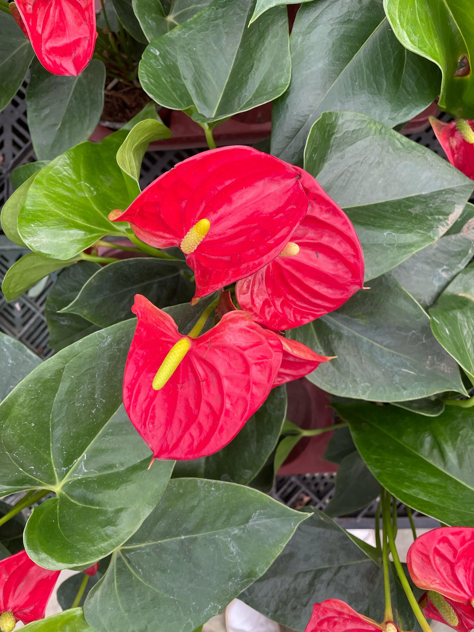 Anthurium - Image 7
