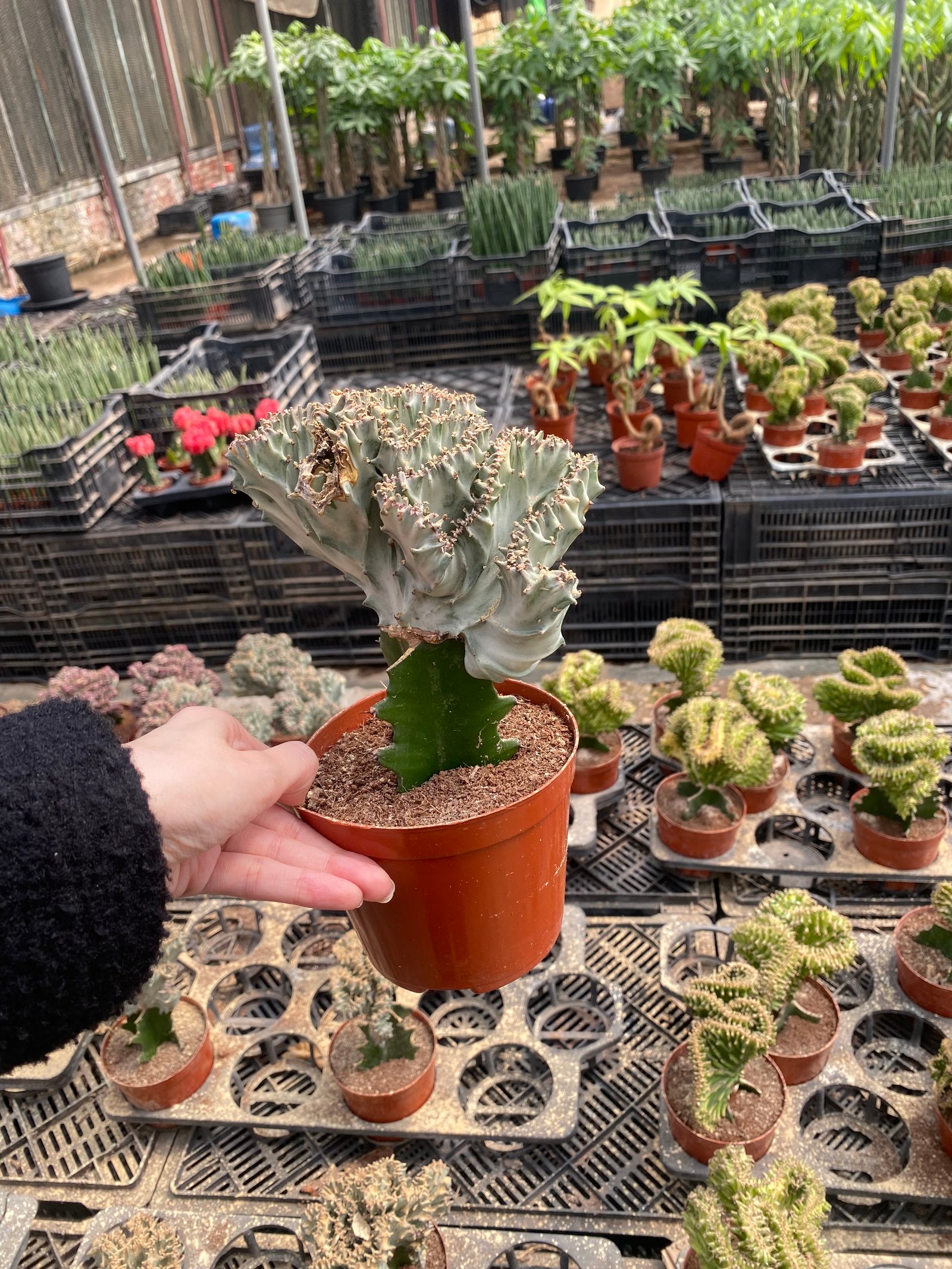 Coral Cactus - Image 14