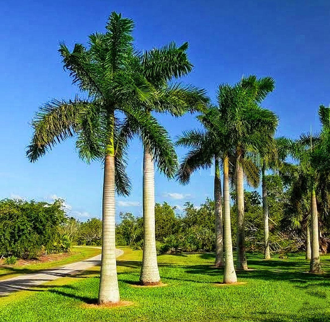 Royal Palm - Image 2