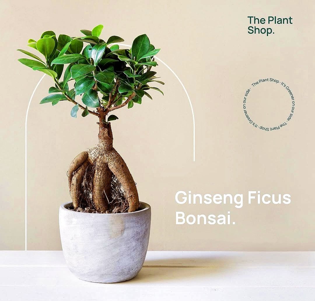 Ginseng Ficus Bonsai - Image 1
