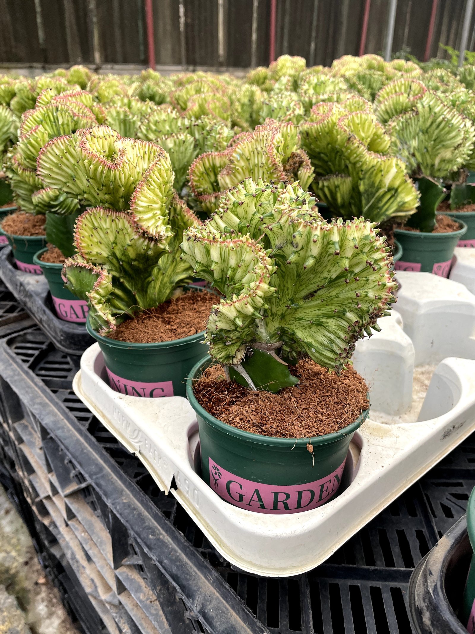 Coral Cactus - Image 7