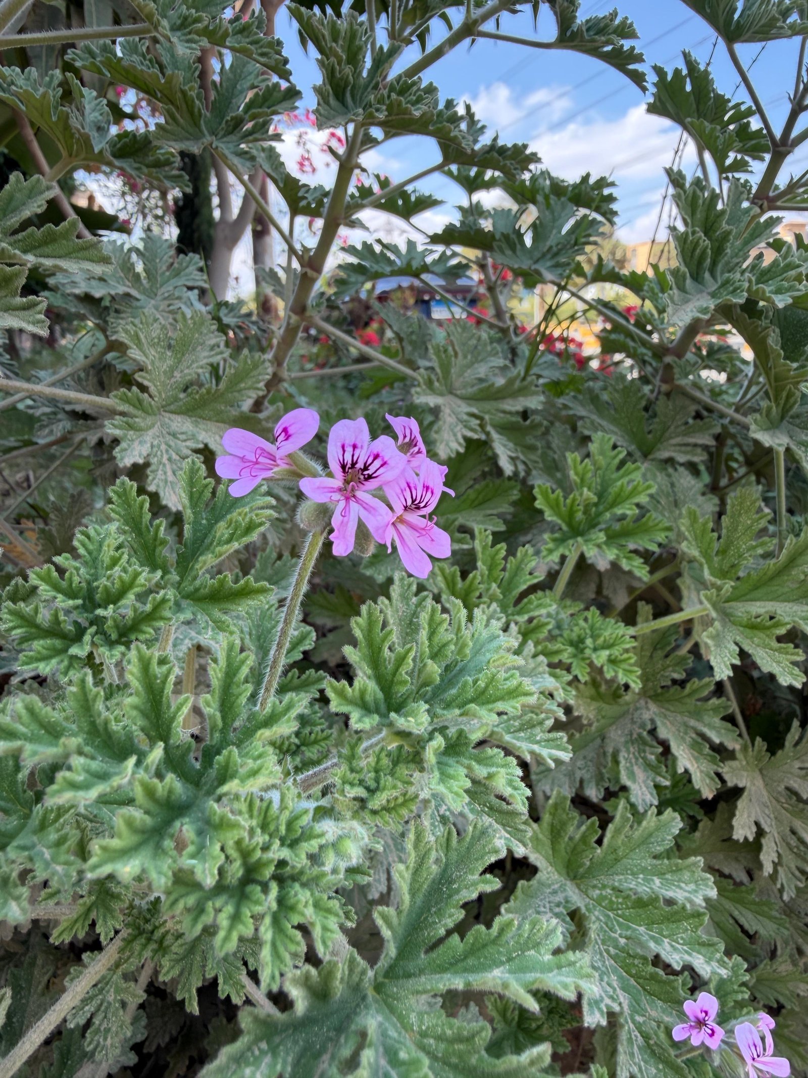 3etr Plant - Image 3