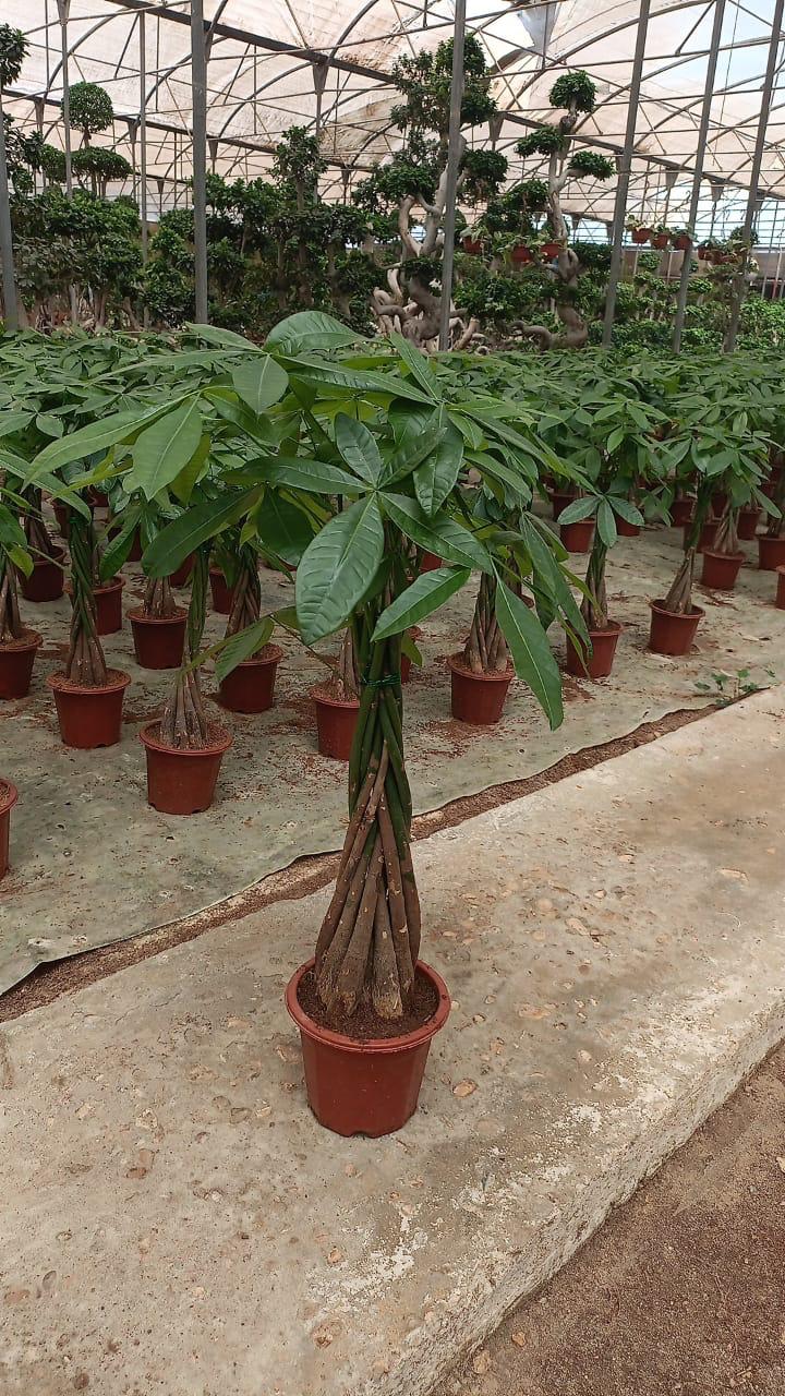 Money Tree - Image 7