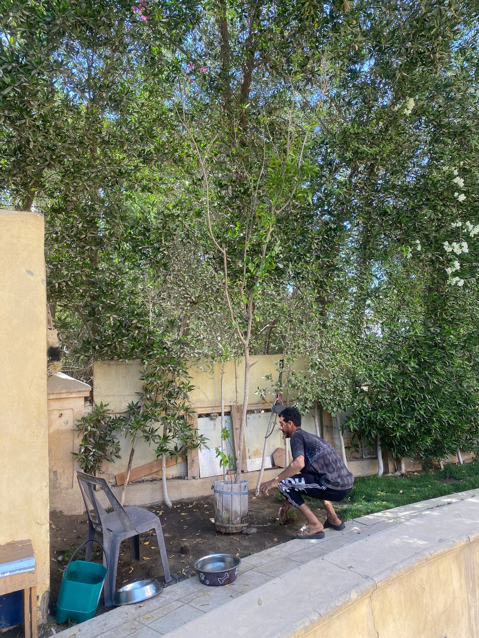 Crepe Myrtle - Image 2