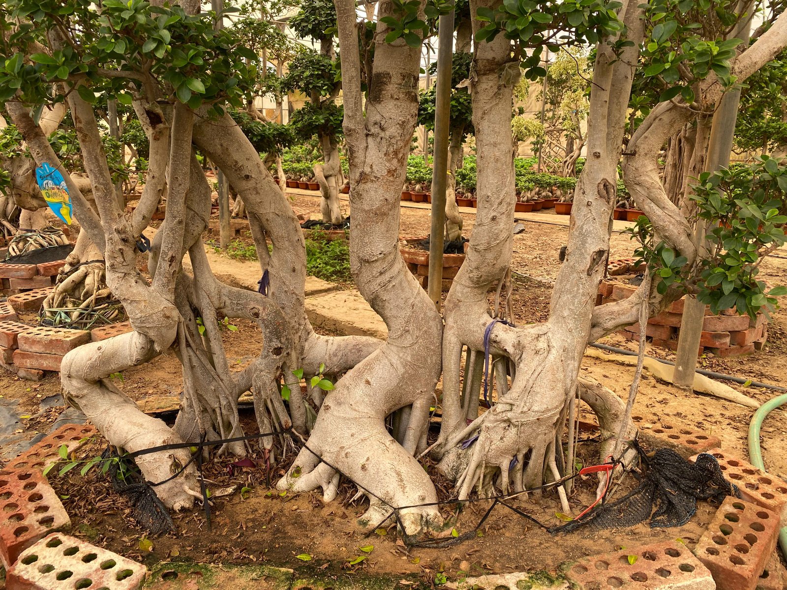 Full Size Bonsai Tree - Majestic - Image 3