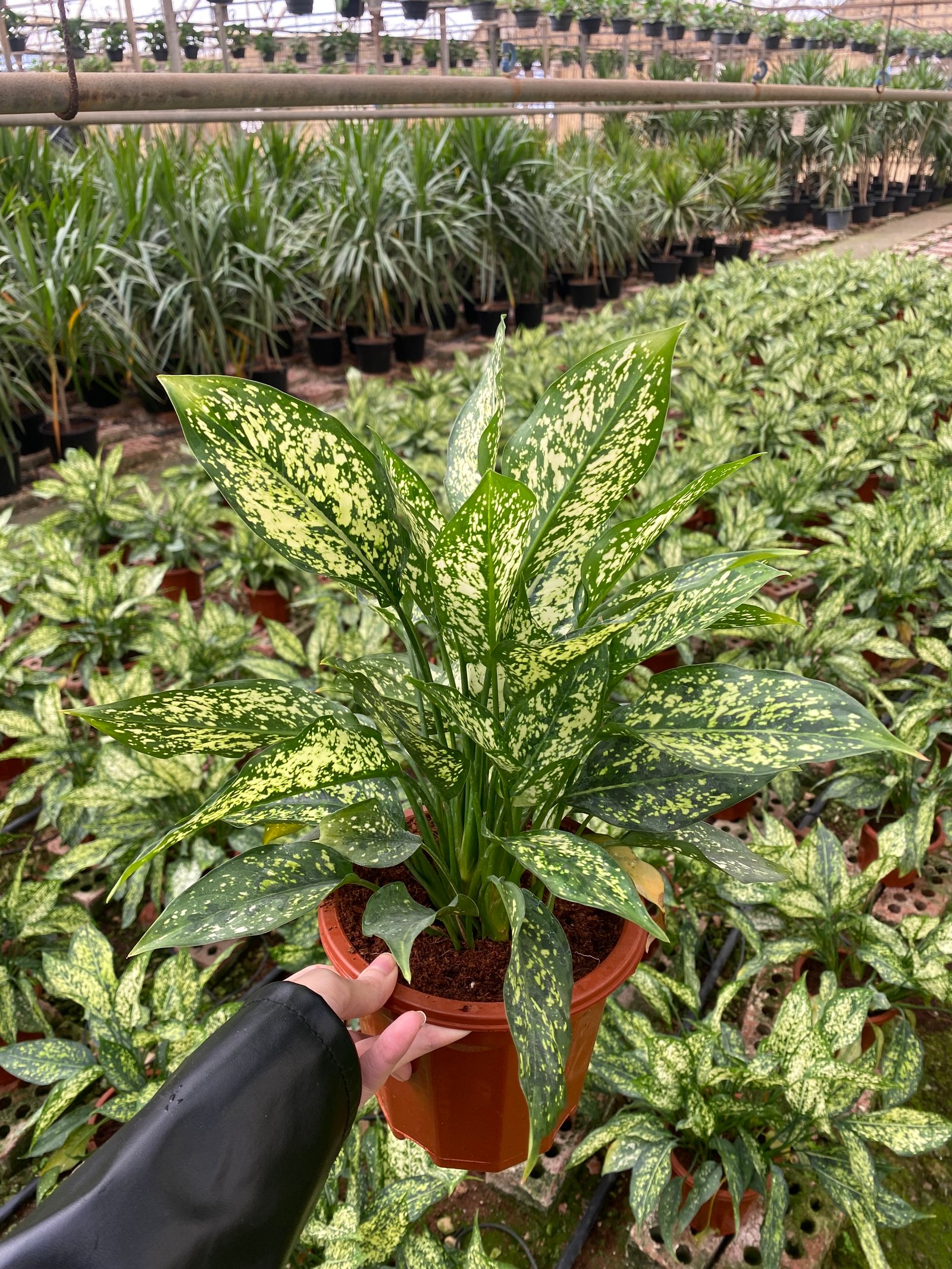 Aglonema  - Image 7