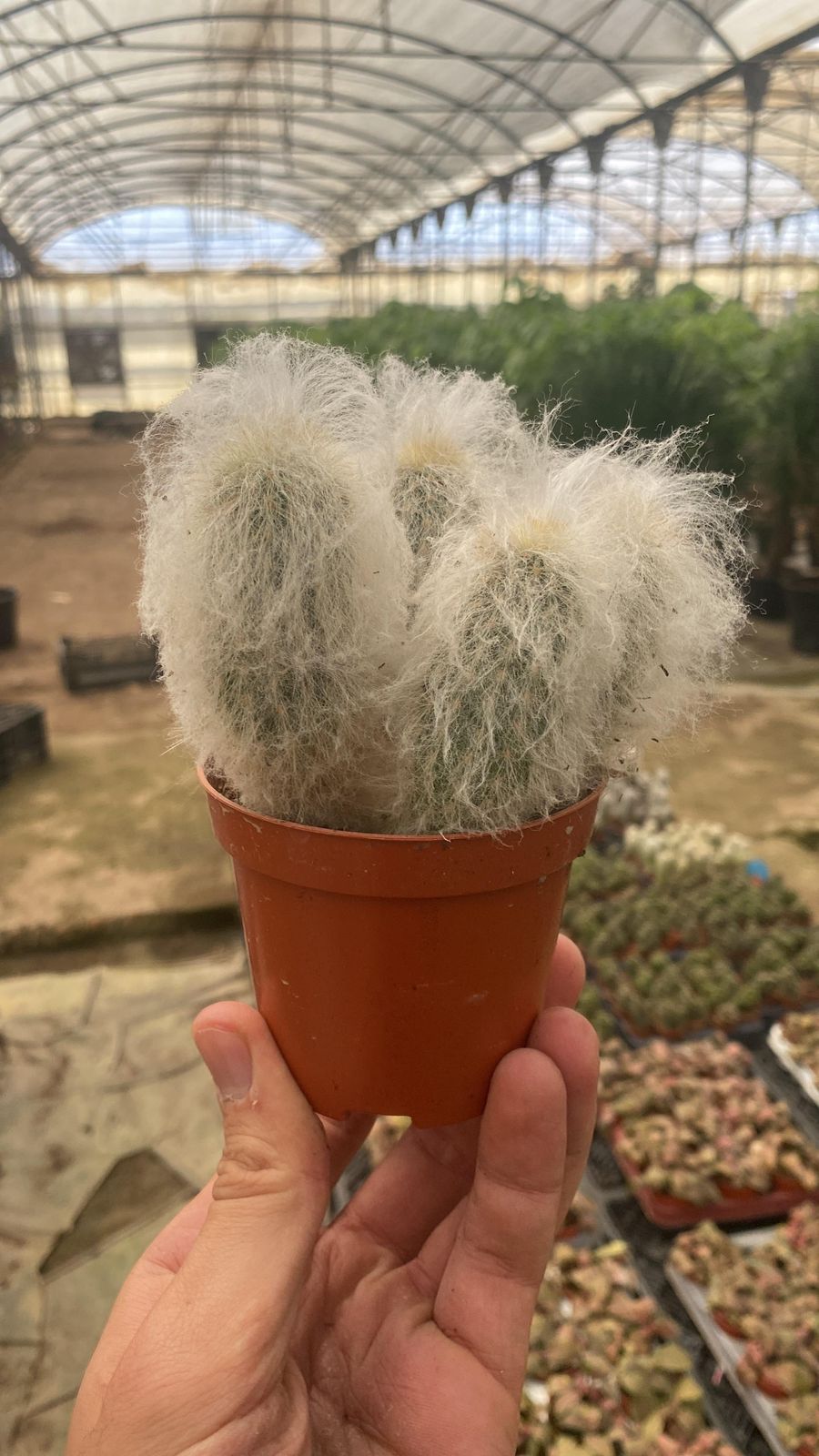 Espostoa Cactus - Image 1