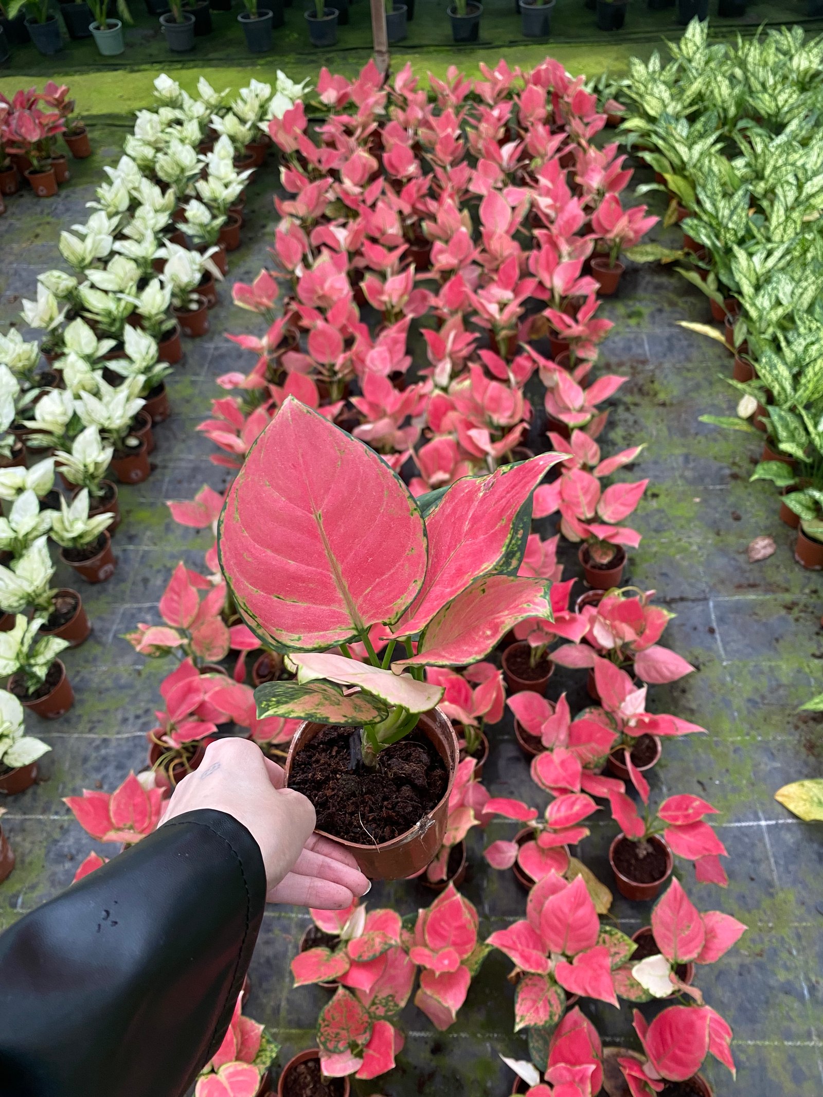 Aglaonema Super - Image 2