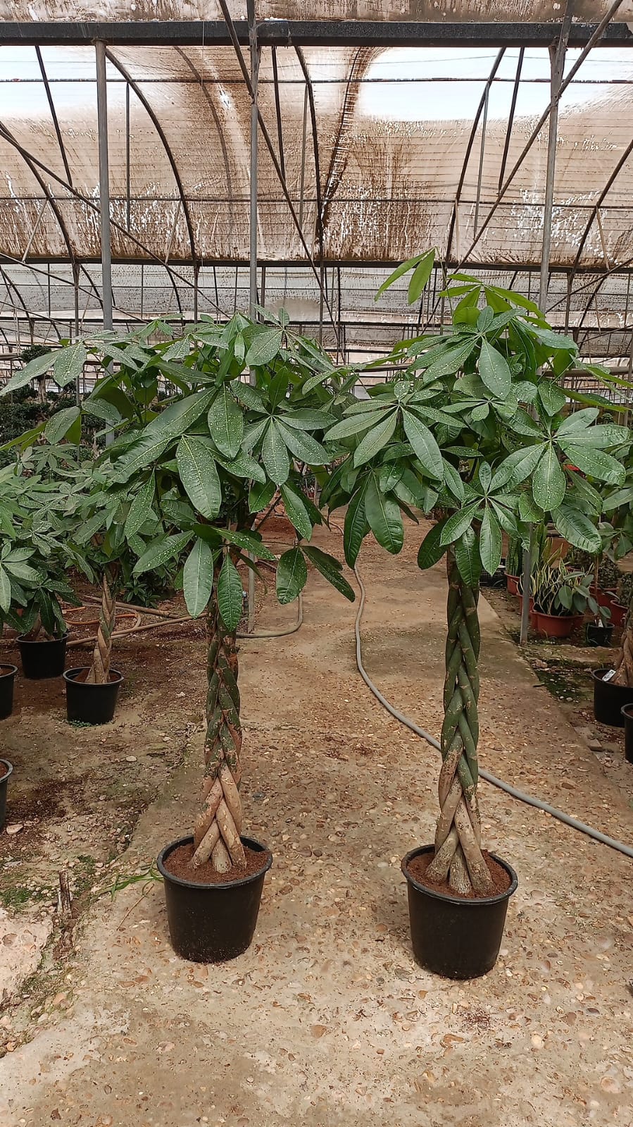 Money Tree - Image 4