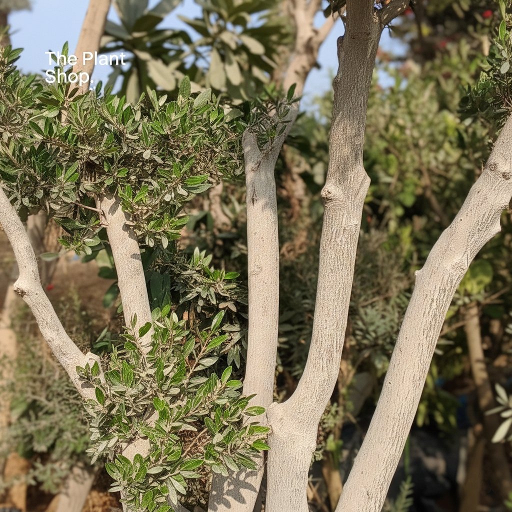 Olive Tree - Image 2