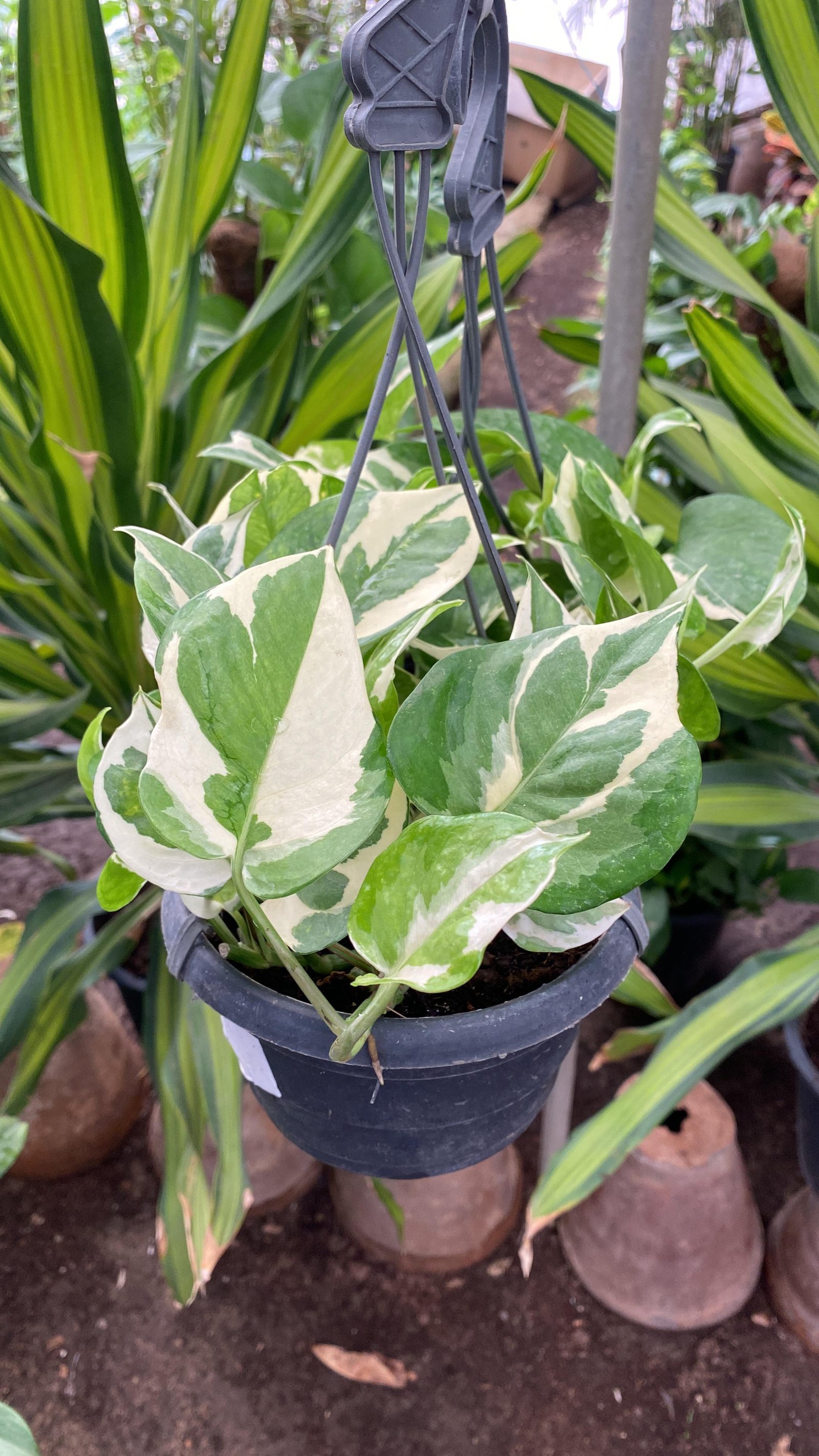Hanging White Pothos  - Image 3