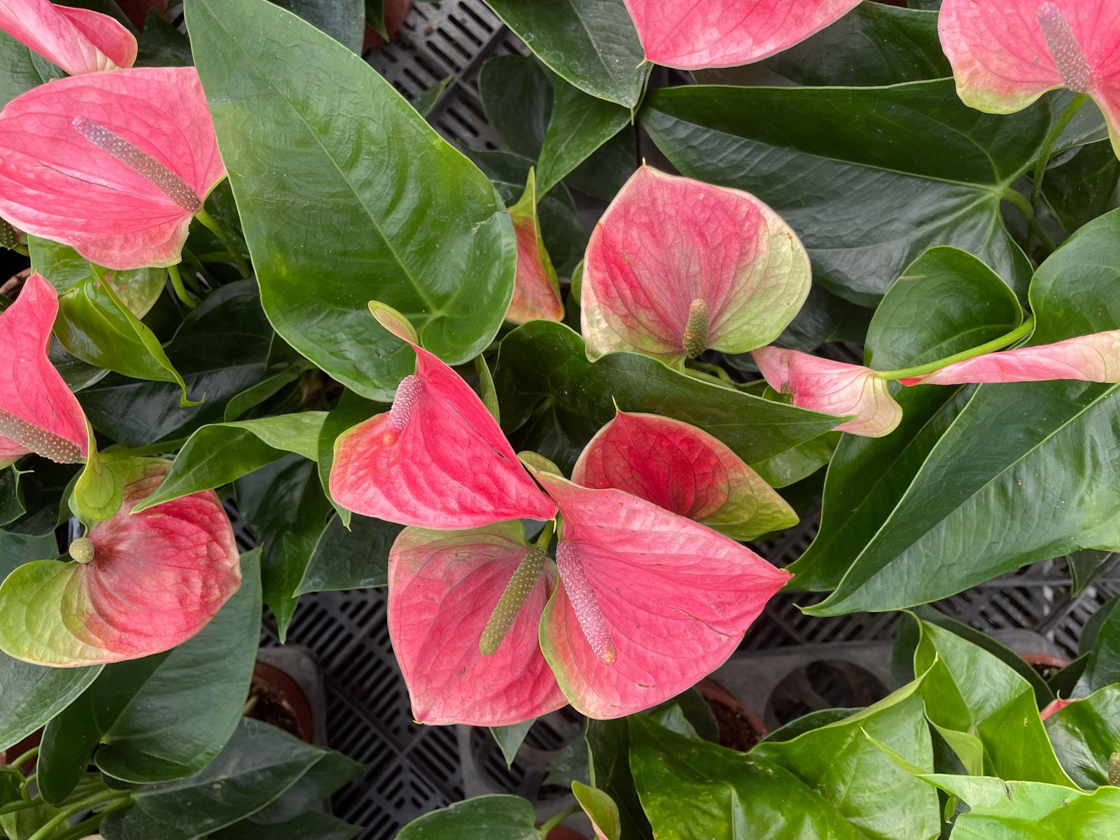 Anthurium - Image 5