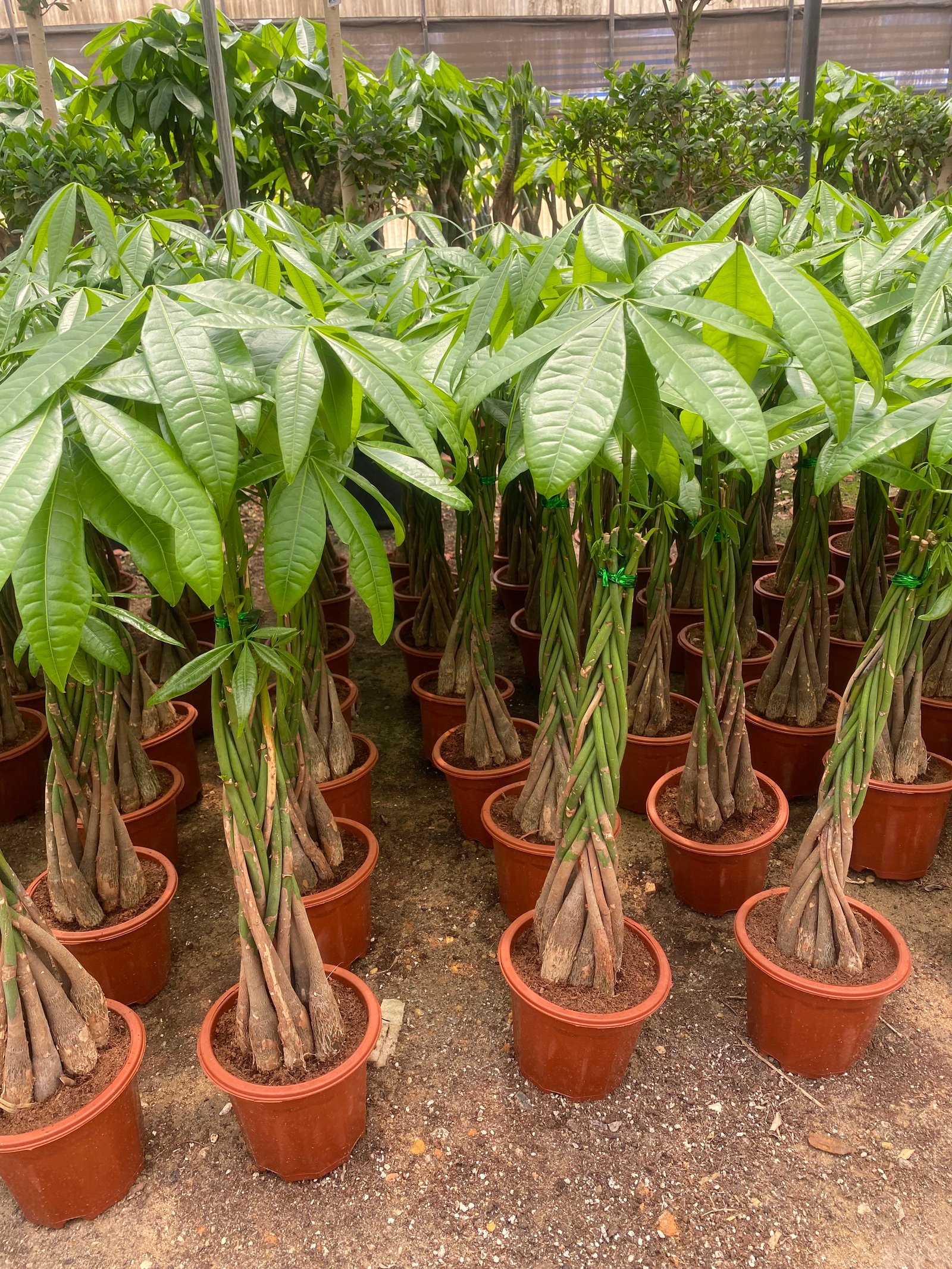 Money Tree - Image 12