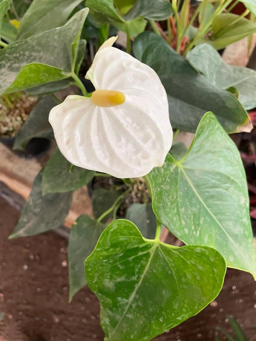 Anthurium - Image 8