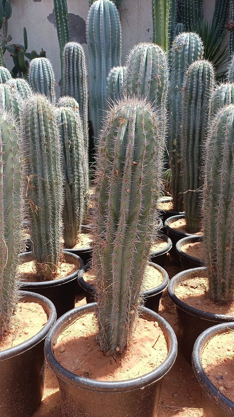 elephant cactus - Image 1