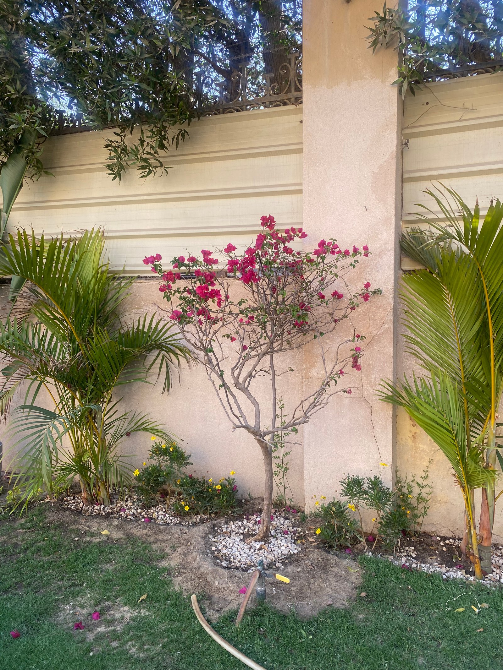 Bougainvillea  - Image 8