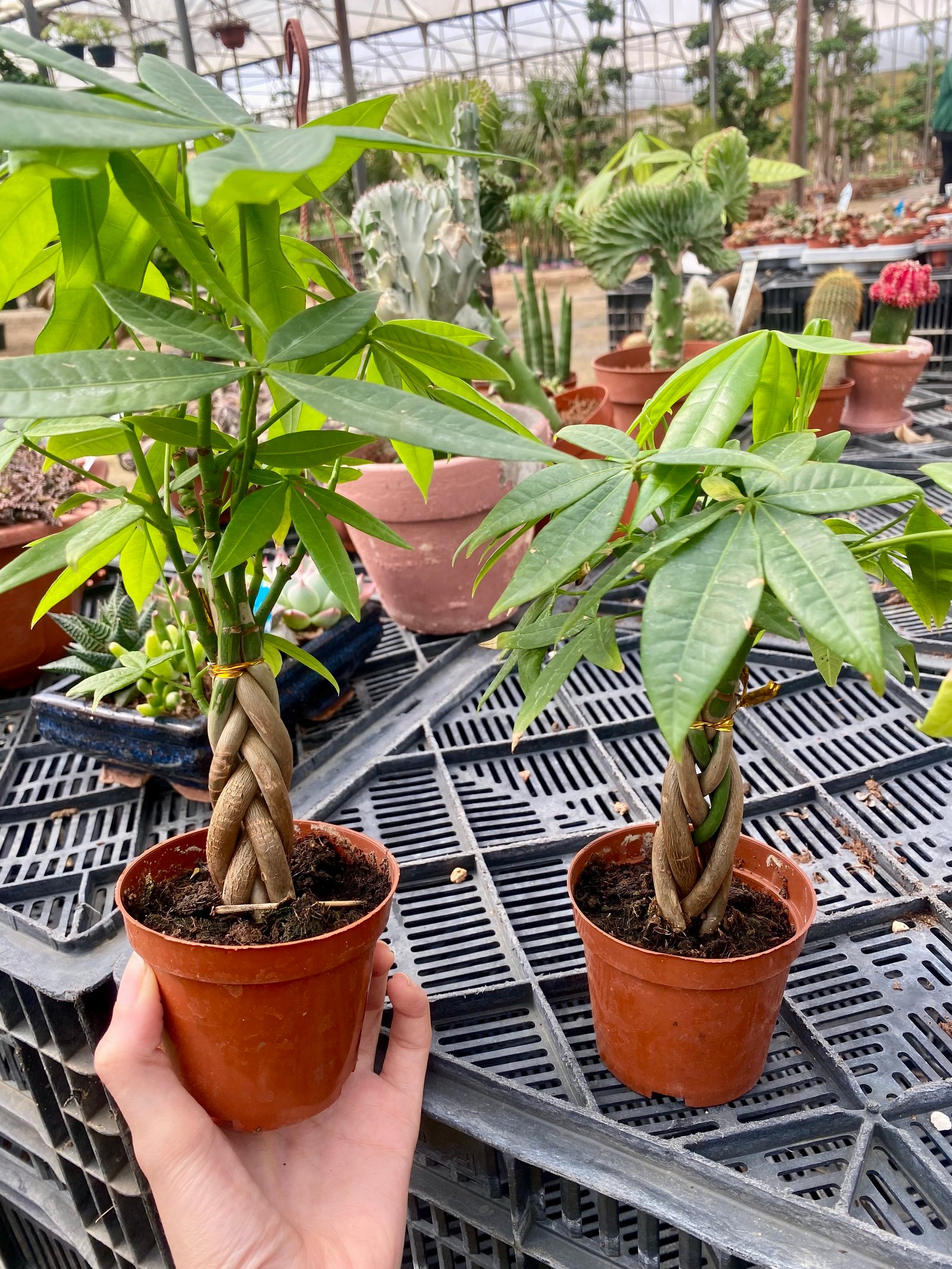Baby Money Tree  - Image 9