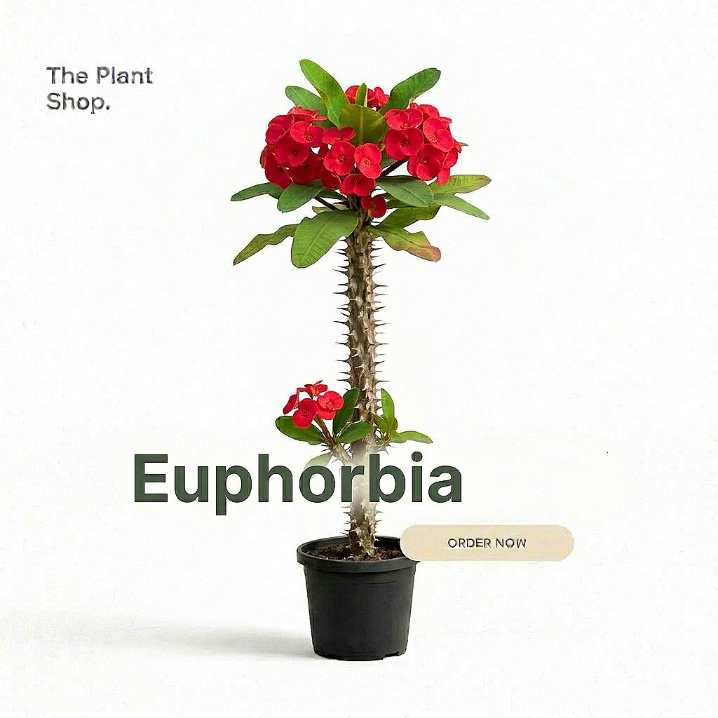Euphorbia - Image 1