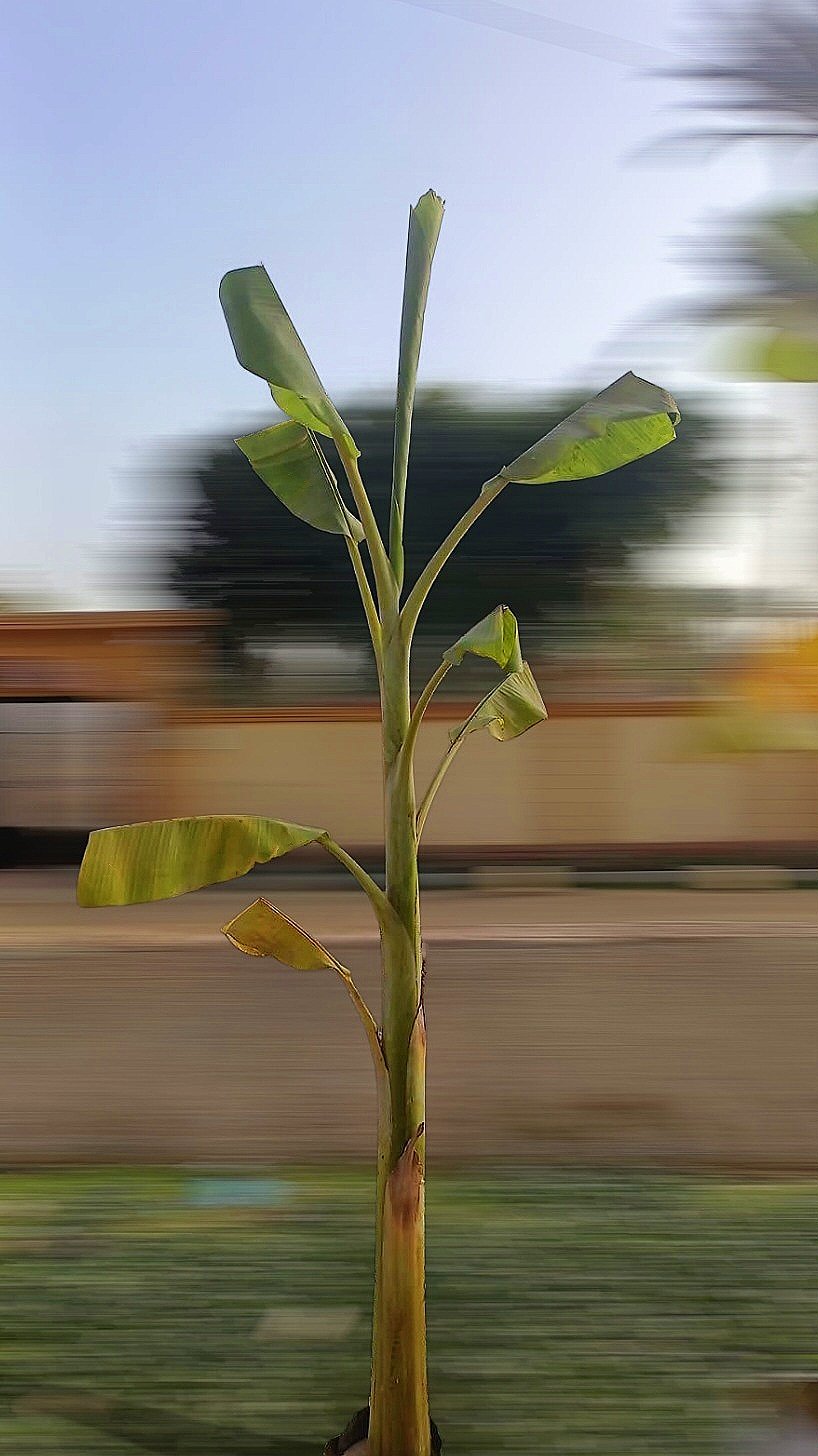 Banana Tree  - Image 2