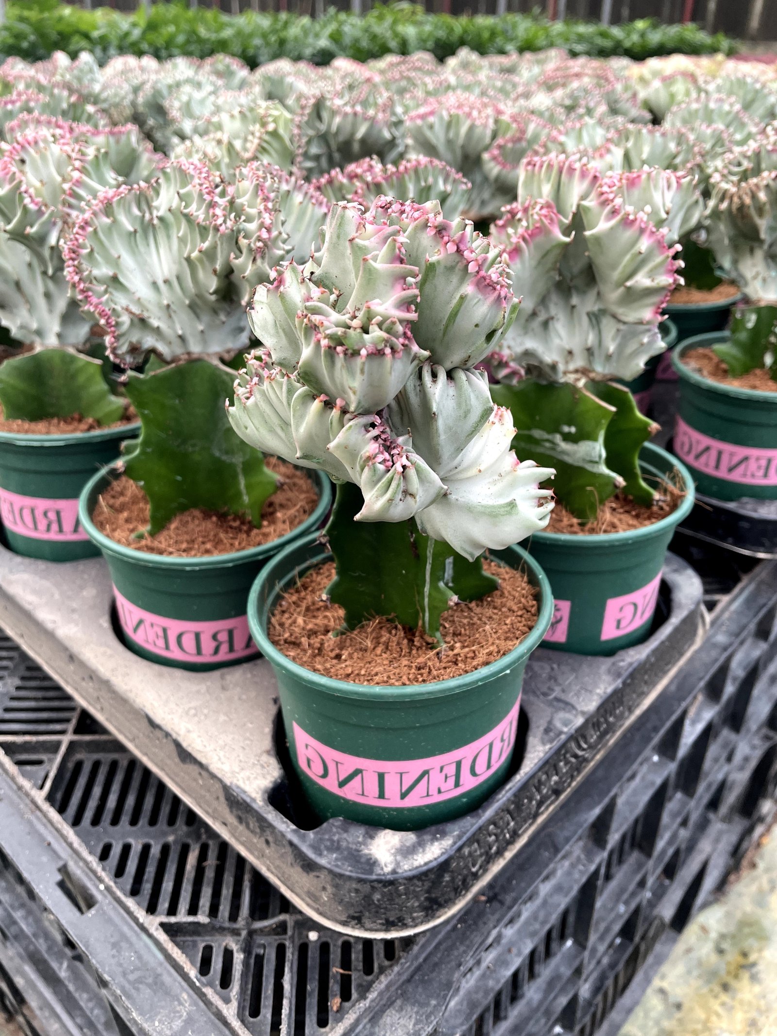 Coral Cactus - Image 5
