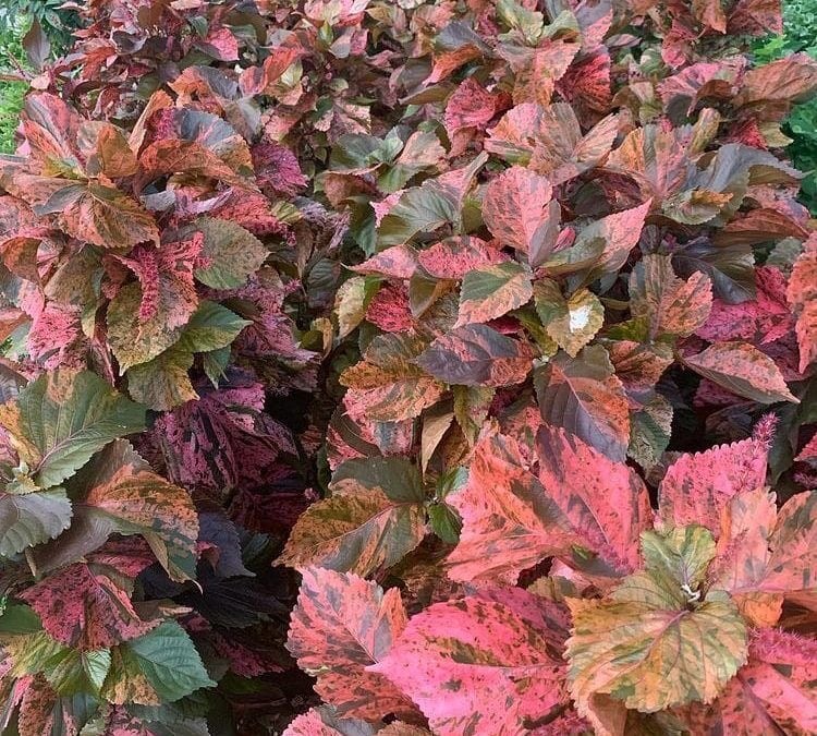 Copper Leaf) Acalypha) - Image 2
