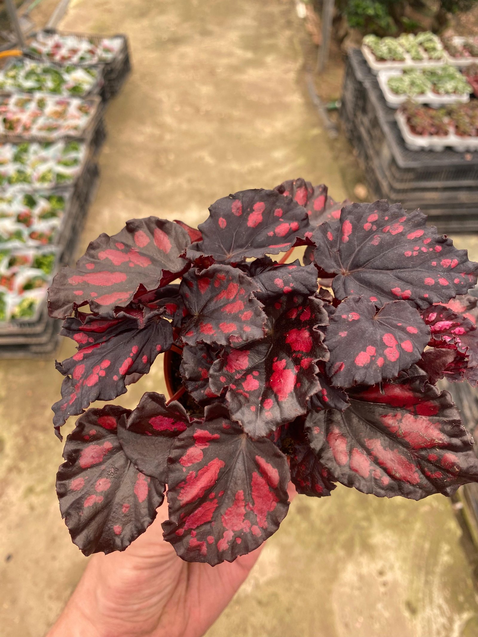 Red Painted-Leaf Begonia - Image 1