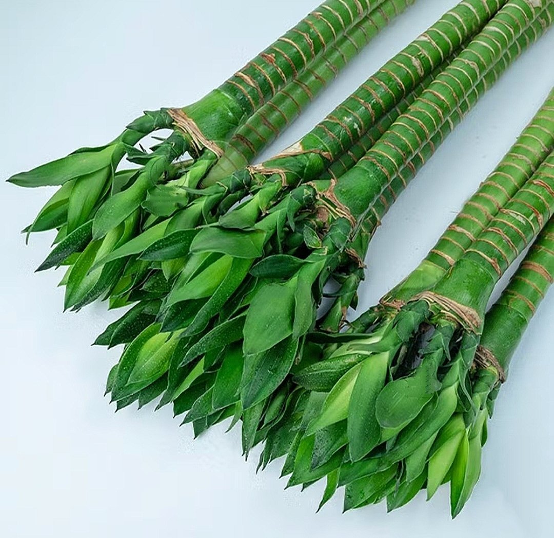 Lotus Bamboo  - Image 6