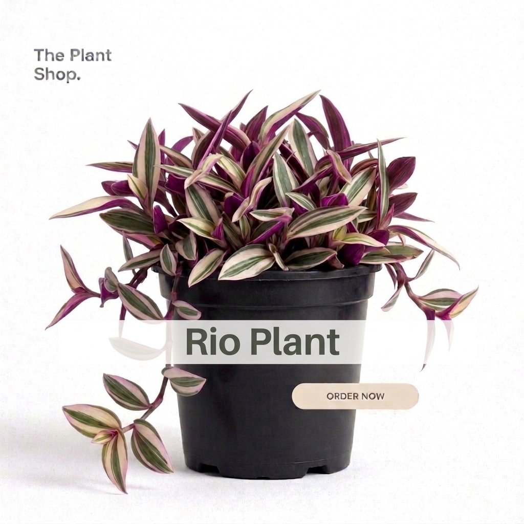 Rio Plant - Image 1