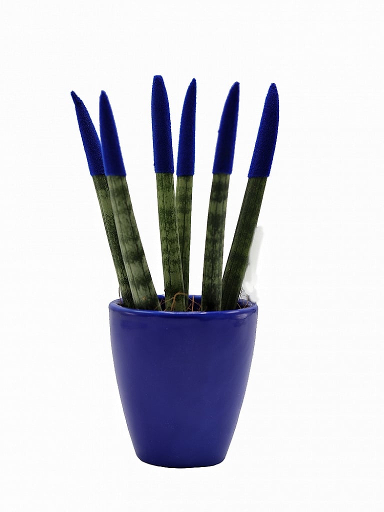 Spear Sansevieria - Image 11