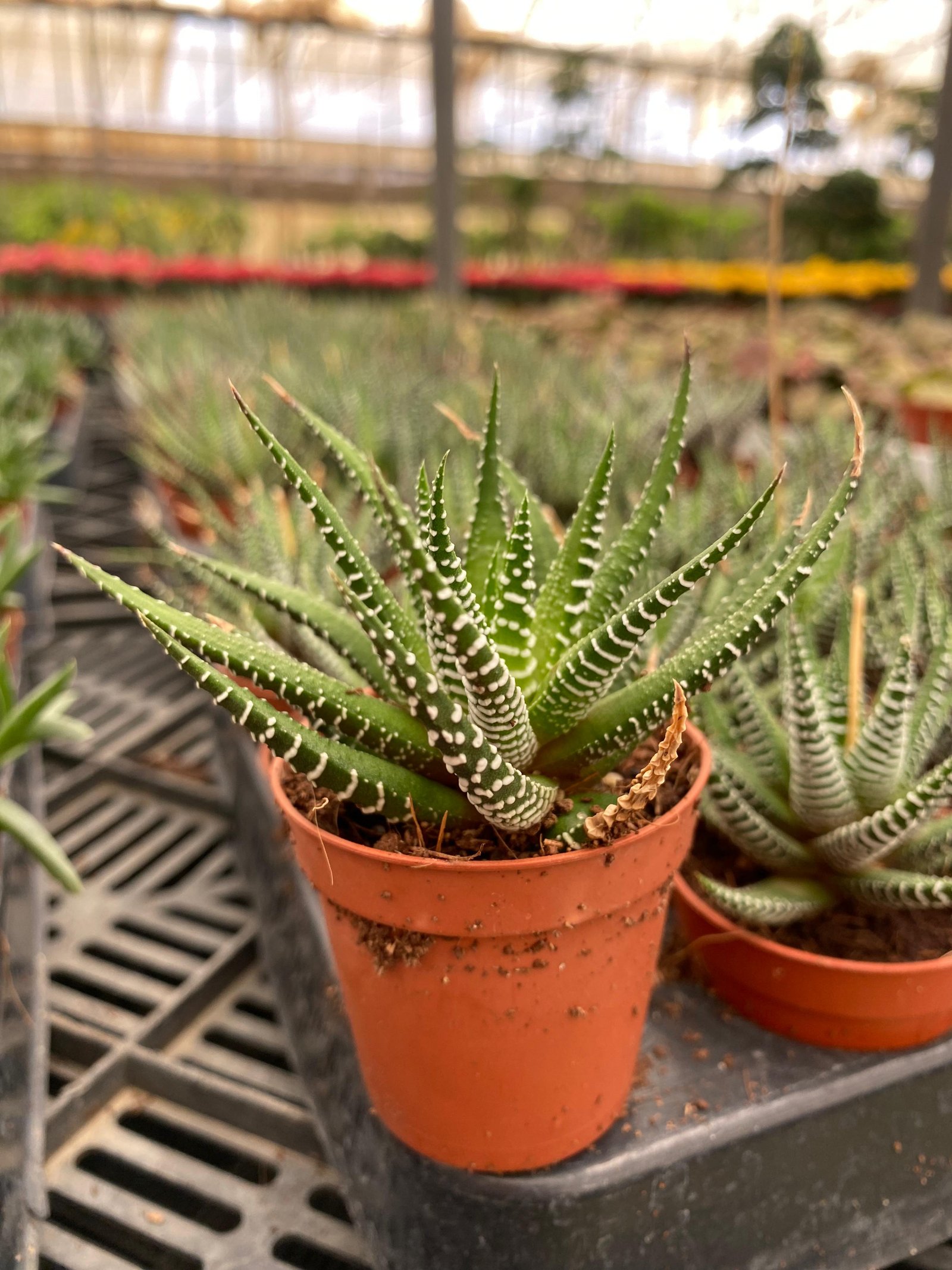 Zebra Plant - Image 2