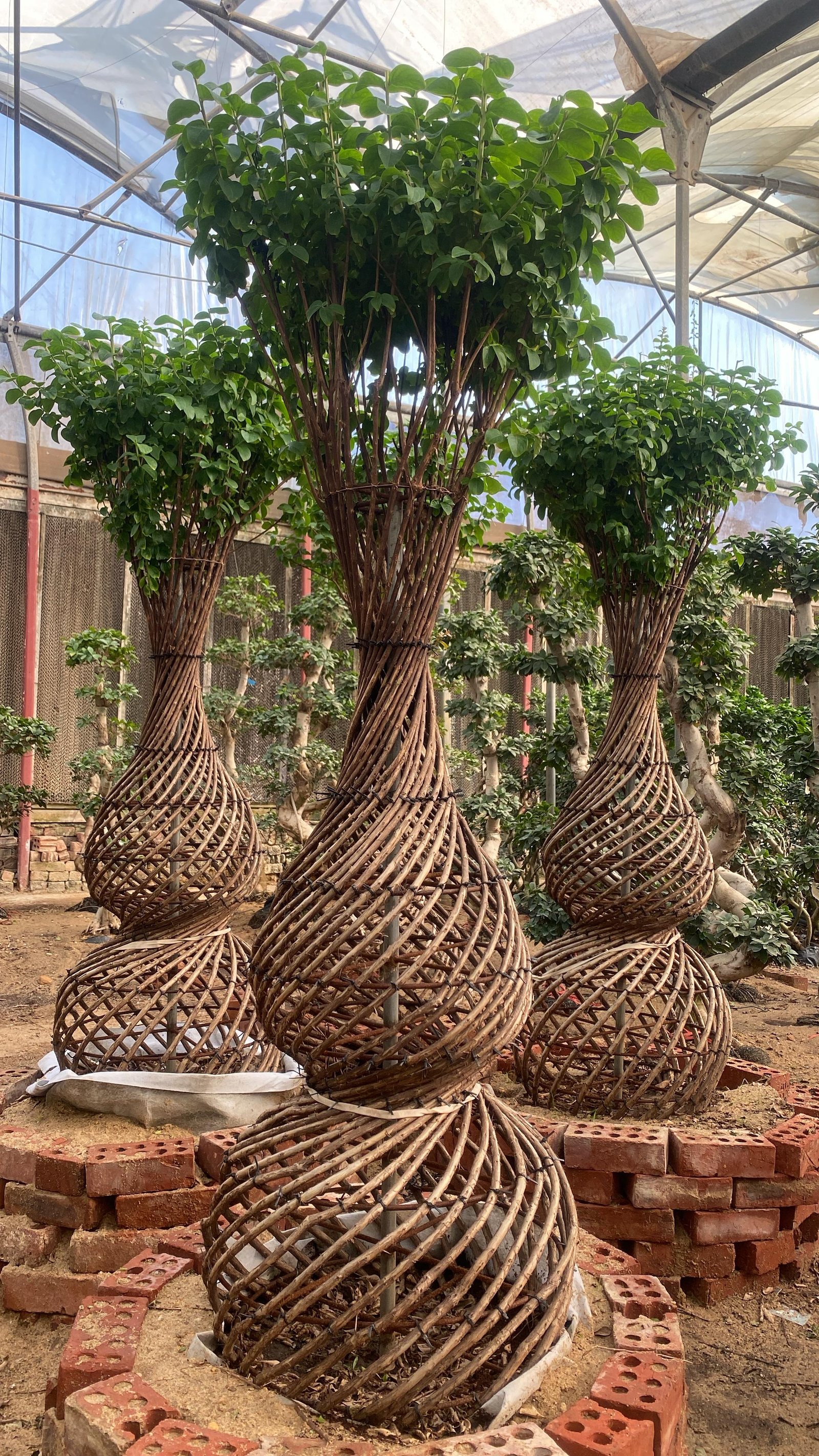 Tamr Henna  - Image 4