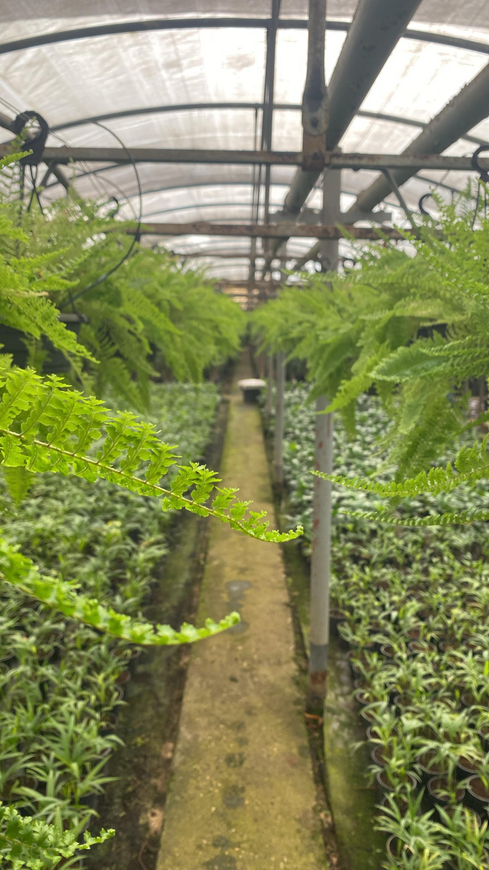 Hanging Boston Fern - Image 6