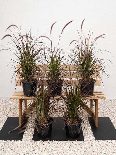 Fountain Grass  - Image 4