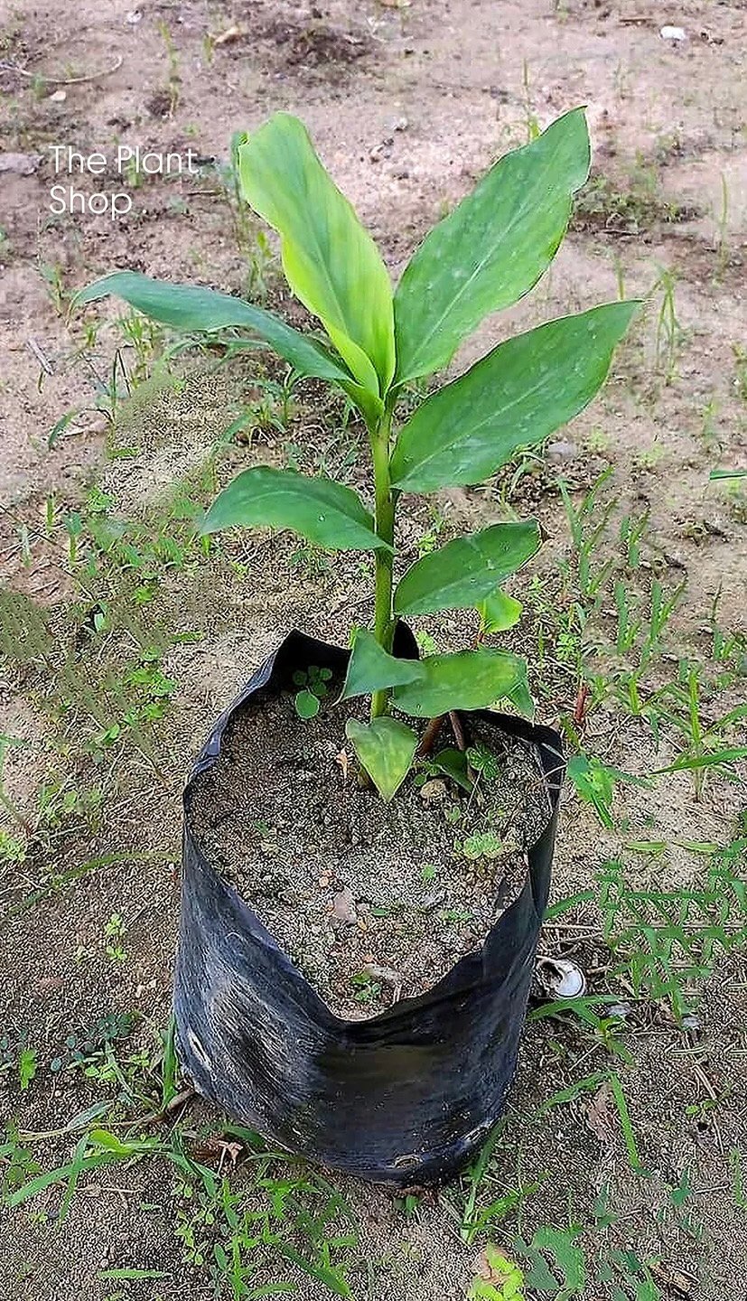 Cardamom Tree - Image 2