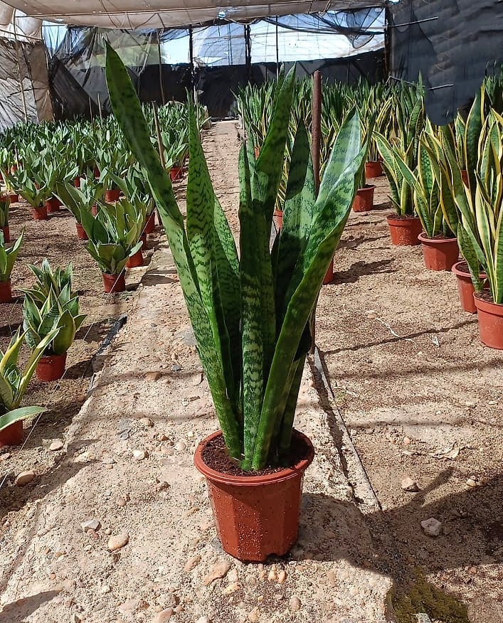 Green Snake Plant  - Image 2