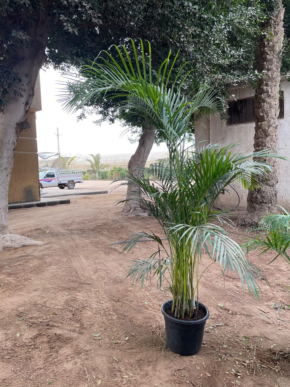 Yellow Areca Palm - Image 7