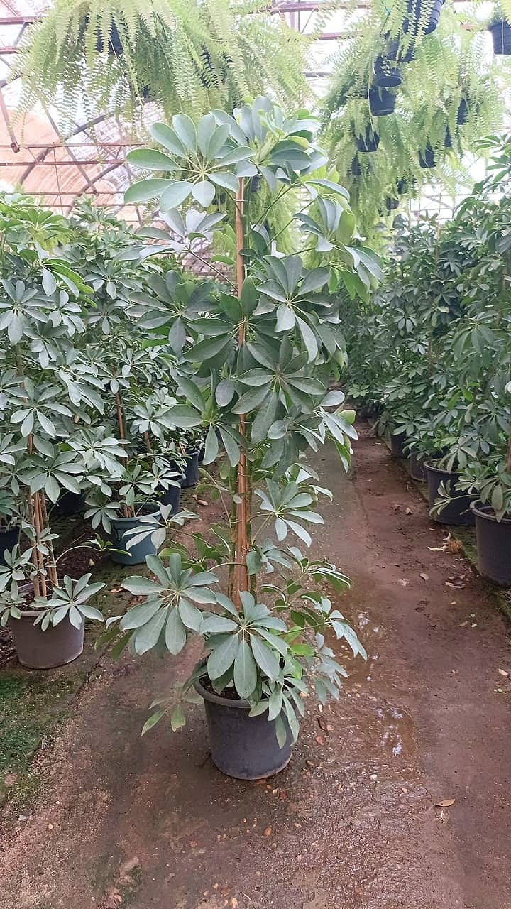 Schefflera Green - Image 2