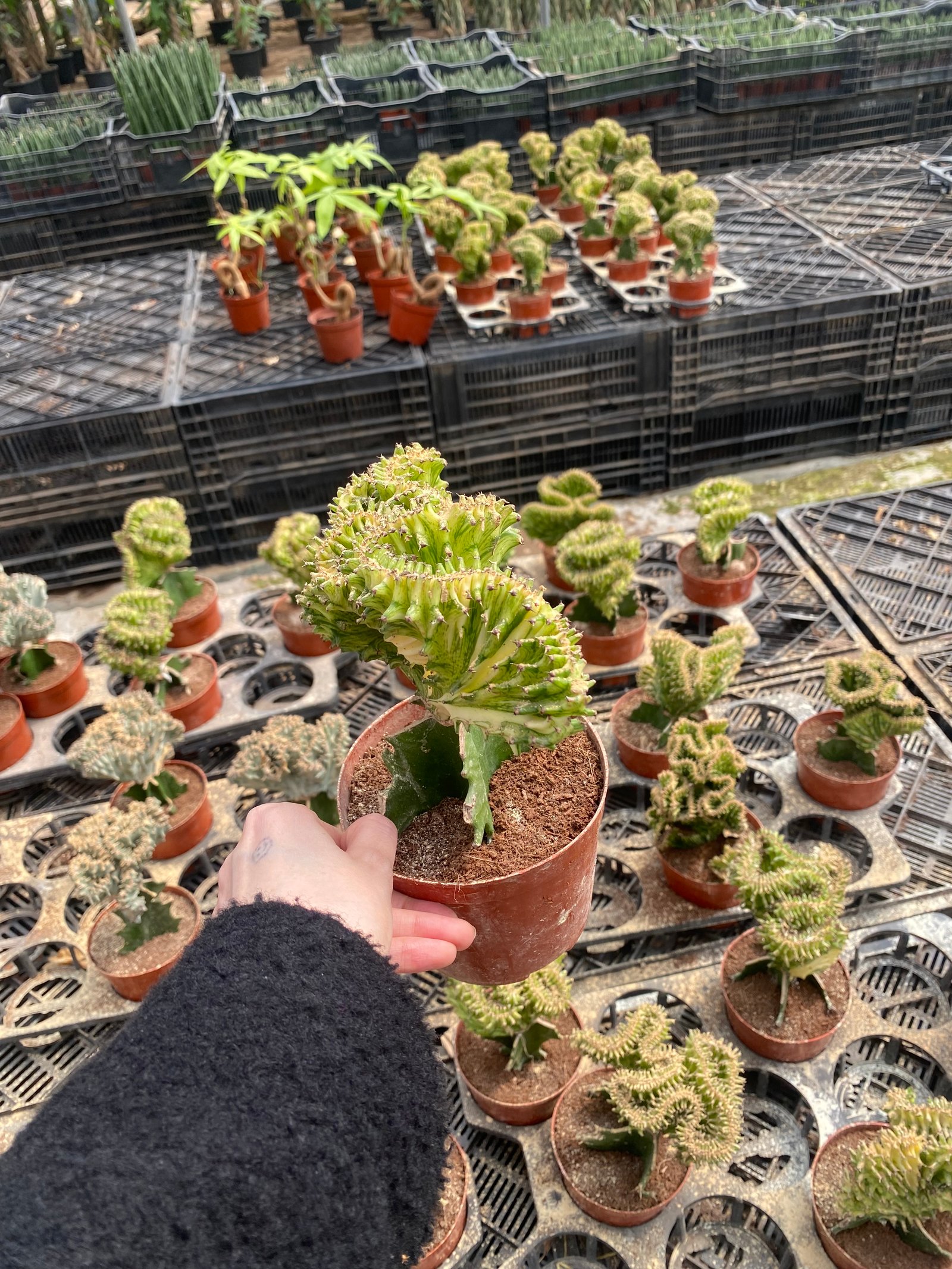 Coral Cactus - Image 8