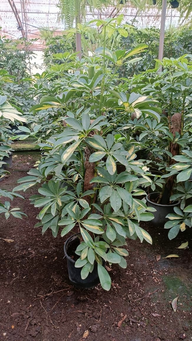 Schefflera Gold  - Image 4