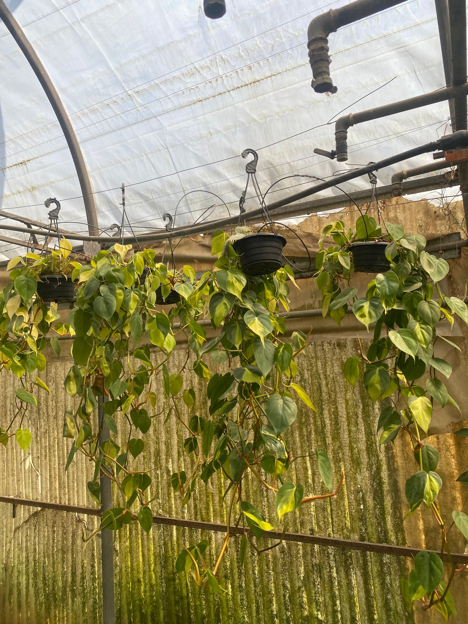 Hanging Philodendron Heart Shape - Image 3