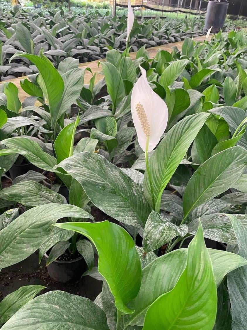 Peace Lily - Image 4