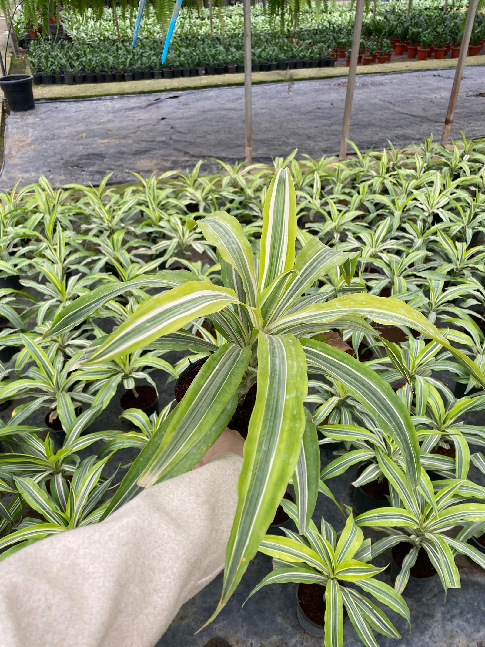 Spider Plant  - Image 2
