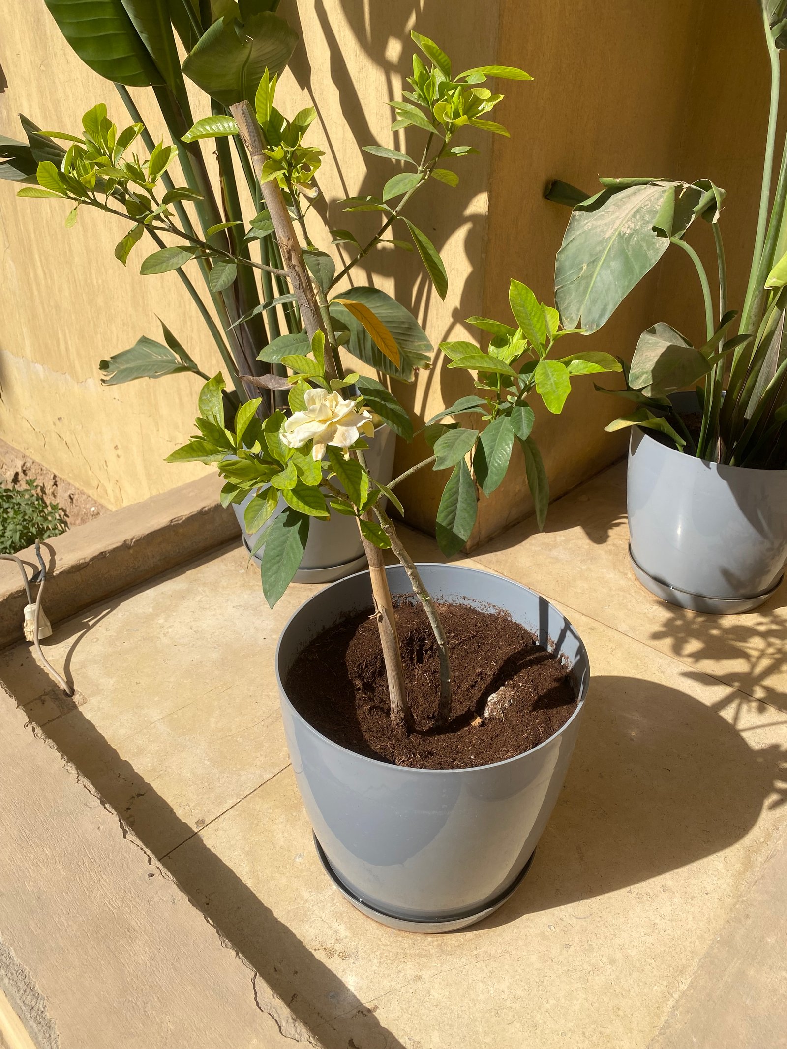 Gardenia Outdoor  - Image 3