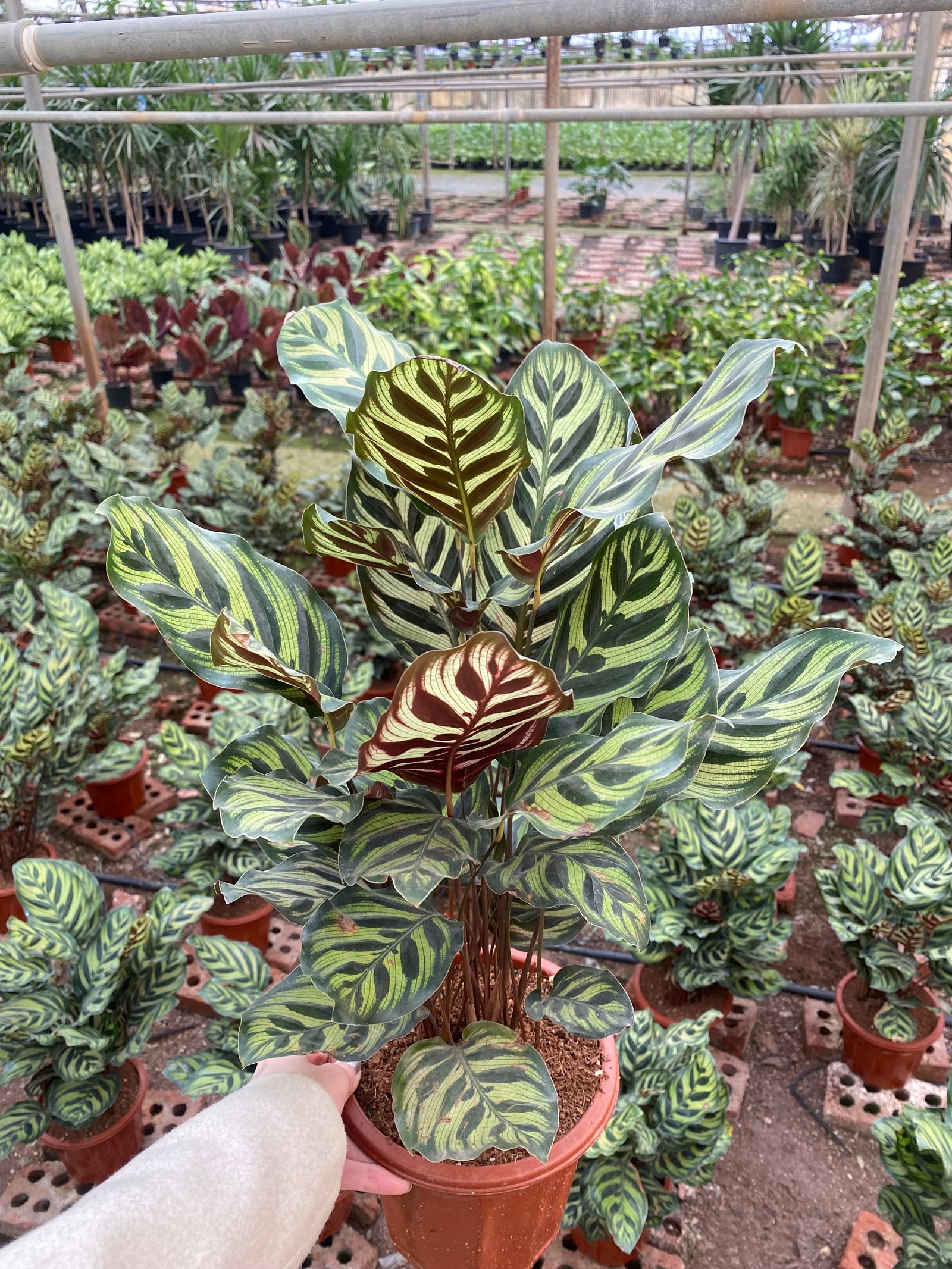 Calathea Makoyana - Image 3