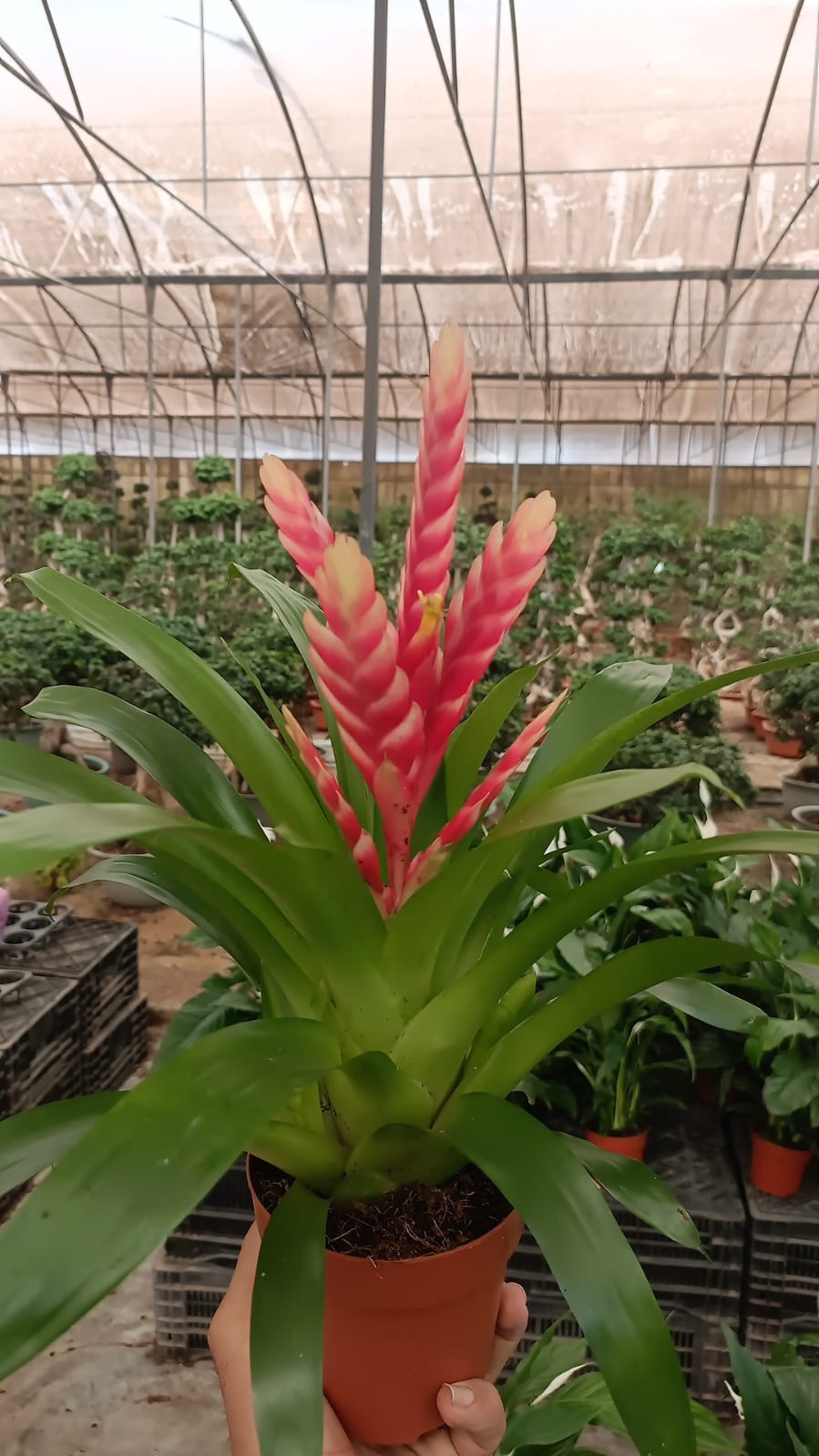 Vriesea Carinata - Image 3