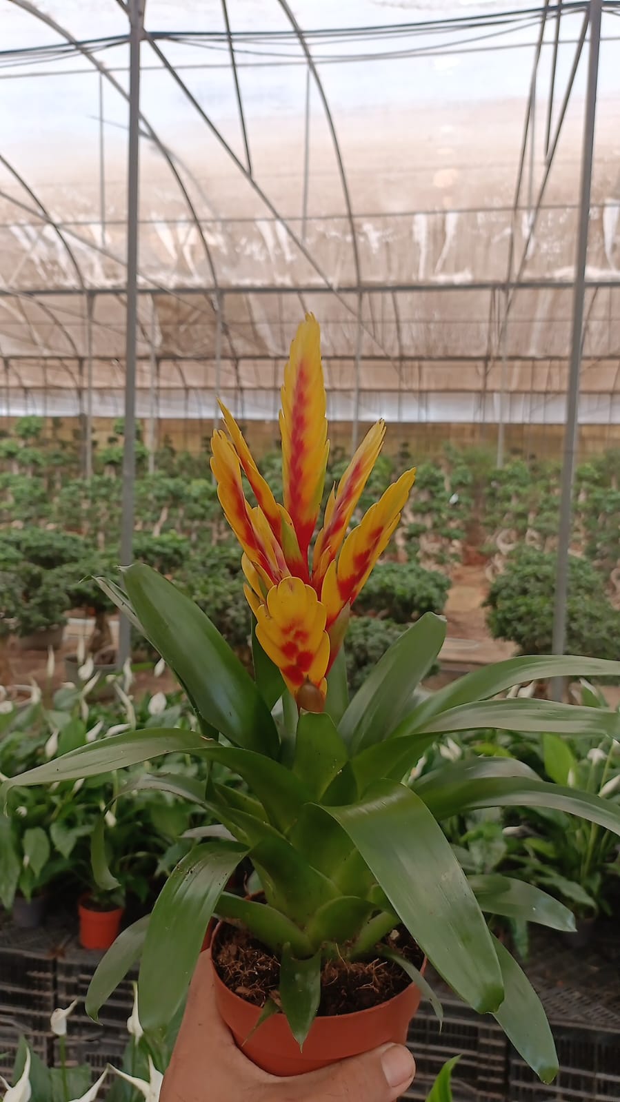 Vriesea Carinata - Image 6