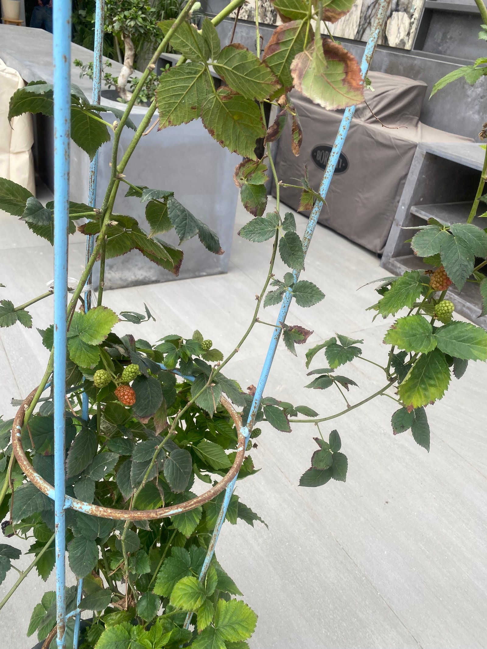 BlackBerry Tree - Image 7